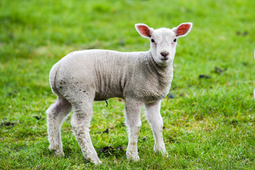 Naklejka na ściany i meble A small lamb grazing on the grass in England.