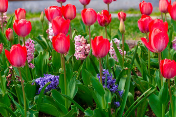 Colorful flower beds during the annual April tulip festival in Istanbul