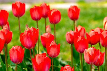 Colorful flower beds during the annual April tulip festival in Istanbul