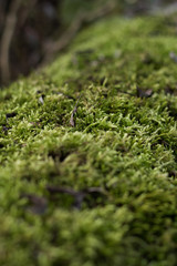 green moss pattern
