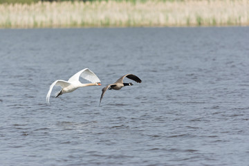 Kanadagans und Höckerschwan