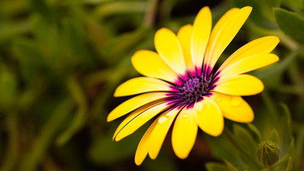 Yellow and Purple Flower