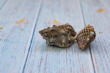 Sea-colored seashells lie on a wooden blue background. Marine theme. Travel concept. There is a place for text.