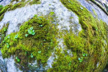 moss on the wall in the shadow