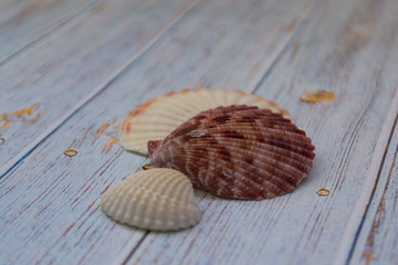 Sea-colored seashells lie on a wooden blue background. Marine theme. Travel concept. There is a place for text.
