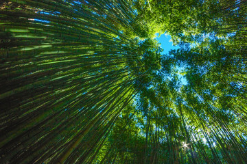 in a sunny day in a bamboo forest