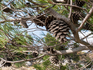 Pine cones on tree outdoors