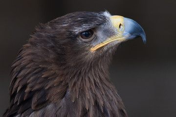 Falcon Bird