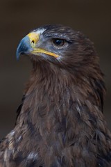 Falcon Bird