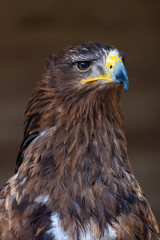 Falcon Bird