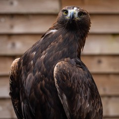 Falcon Bird