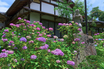 Fototapeta premium 宮城県仙台市 あじさい寺 Hydrangea temple in miyagi japan