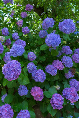 宮城県仙台市 あじさい寺 Hydrangea temple in miyagi japan