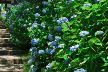 宮城県仙台市 あじさい寺 Hydrangea temple in miyagi japan