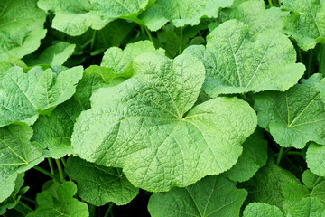 Green Leaf Plant for Background and Texture