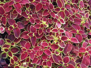 beautiful background of coleus leaves      