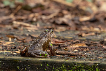 A Common Frog in the Woods