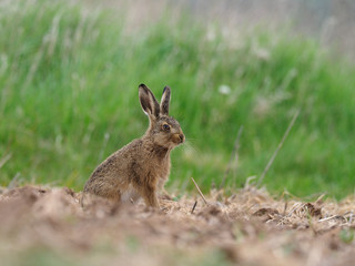 Brown hare, Lepus europaeus