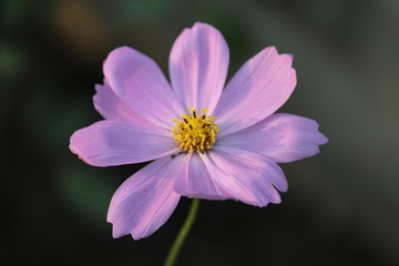 purple flower