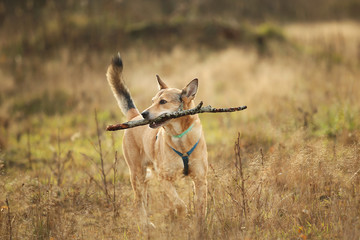 Front view at red mongrel dog running on a green meadow looking at camera. Green trees and grass background.