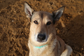 Front view at mixed breed dog sitting on a green meadow looking at camera. Green trees and grass background.