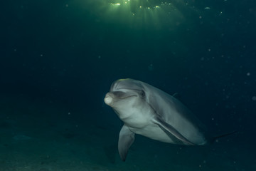 Obraz premium Dolphin swimming with divers in the Red Sea, Eilat Israel