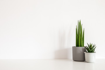 Succulent houseplants in pots against white wall. Stylish home decor. Mockup.