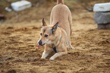 Front view at mixed breed dog lies on a green meadow looking at camera. Green trees and grass background.