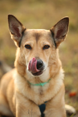 Front view at mixed breed dog lies on a green meadow looking at camera. Green trees and grass background.