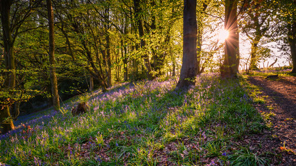 Morpeth Bluebell Wood Sun Star, an ancient woodland also known as Howburn Woods, which are carpeted...