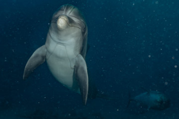 Dolphin swimming with divers in the Red Sea, Eilat Israel