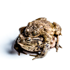 Frog animal nature 2000 forrest 