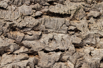  Old wood texture of tree bark closeup