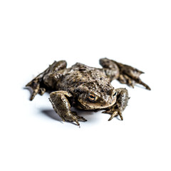 Frog animal nature 2000 forrest 