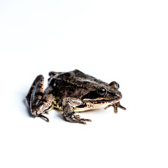 Frog animal nature 2000 forrest 