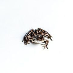 Frog animal nature 2000 forrest 