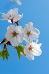 青空に咲く桜