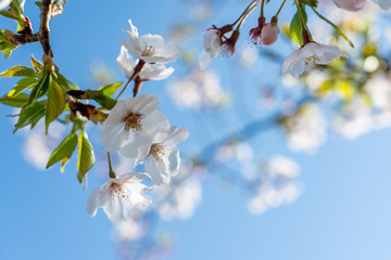 青空に咲く桜