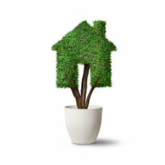 House Shape Tree - Ecology concept