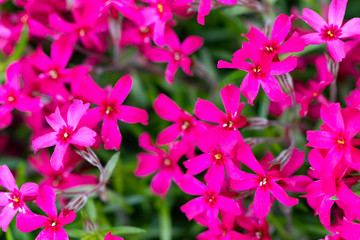 Lobelia flowers in the garden, pink Lobelia flowers (Lobelia erinus)
