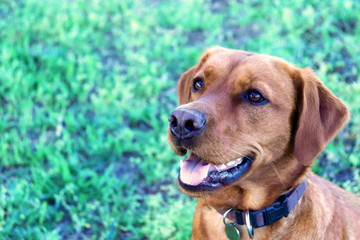 Portrait eines Hundes (Labrador)