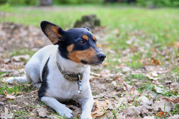 Naklejka na ściany i meble Jack russell terrier lies on grass covered with dried leaves in a park in spring