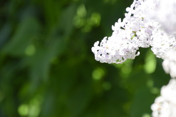 Butterfly Vanessa cardui on lilac flowers. Pollination blooming lilacs.