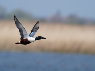 Northeren shoveler, Anas clypeata