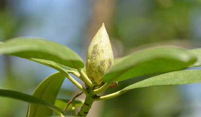 Rhododendron during spring in the garden somwhere in Poland.