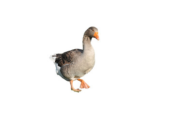 Goose gray on a white background. Space for text.