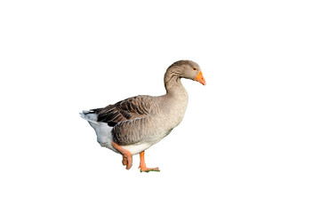 Goose gray on a white background. Space for text.