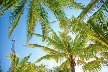 Fototapeta premium Palm tree with blue sky