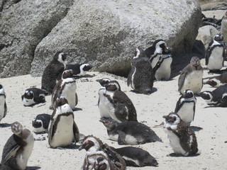 ペンギンの楽園ー南アフリカのボルダーズビーチより
