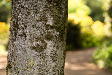 Tree close-up in a sunny park with mossy bark